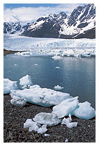 Pedersen Glacier/Kenai Fjords National Park