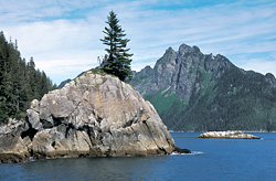 Cliff Bay at the mouth of Aialik Bay