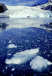 Aialik Glacier at tidewater